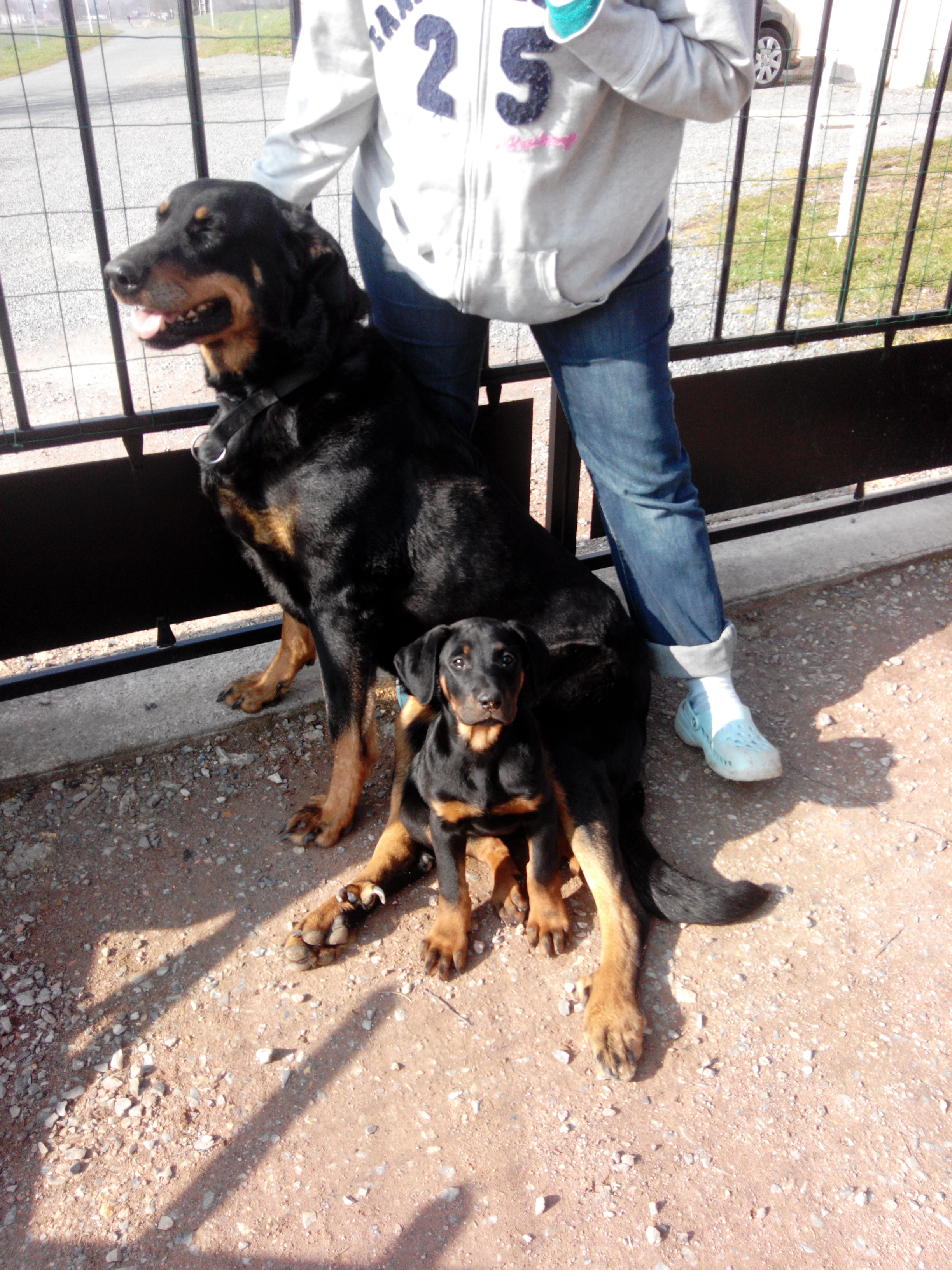 Beauceron